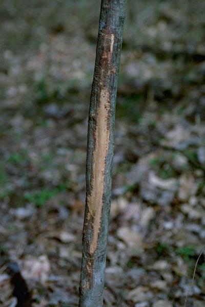 Antler rubbing damage to tree trunk