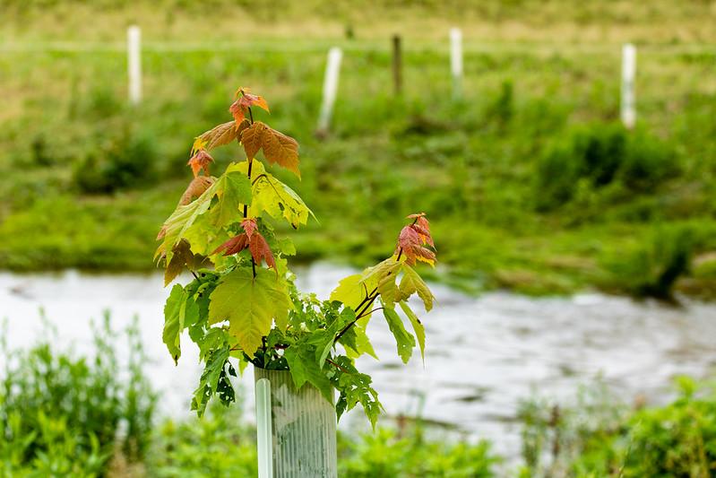 riparian buffer showing tree tubes