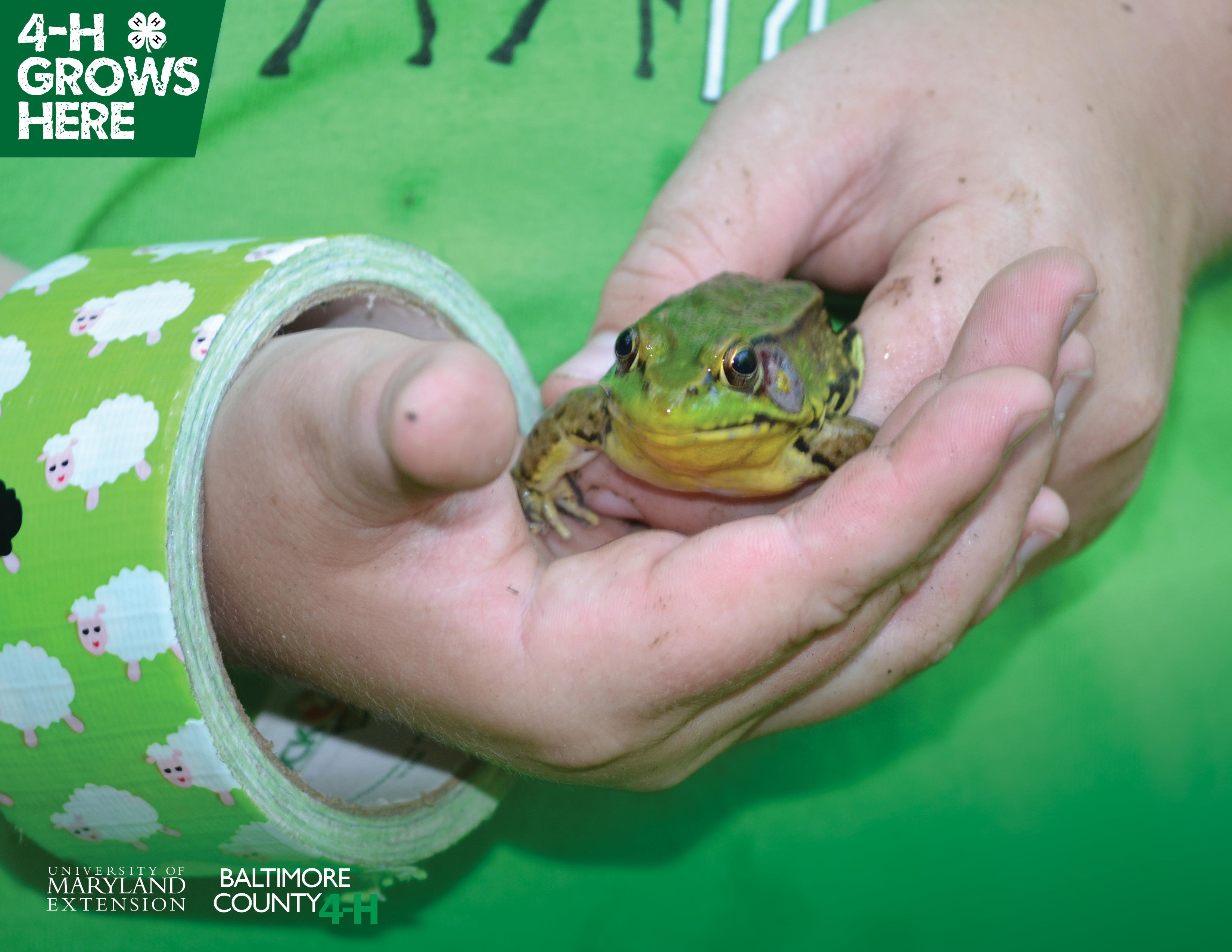 Frog in Hand