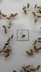 Figure 1. Identifying SWD among non-SWD fruit flies (photo by K.Demchak).