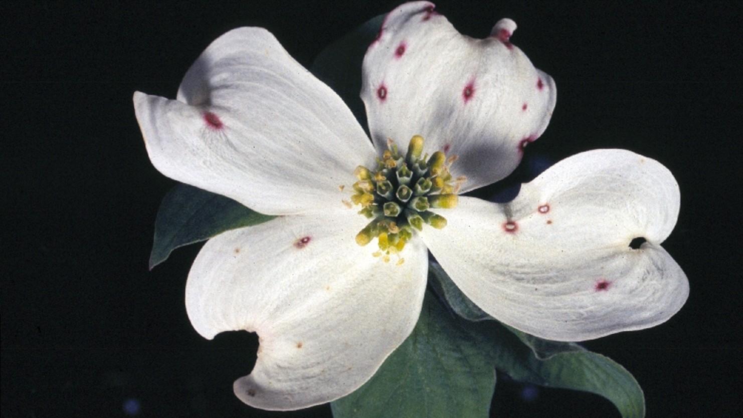 spot anthracnose - elsinoe leaf spot on dogwood flowers