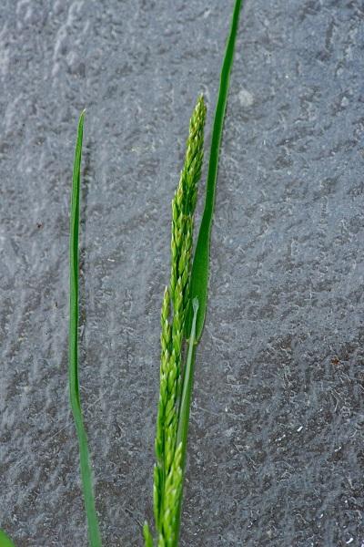 seed head of rough stalk bluegrass