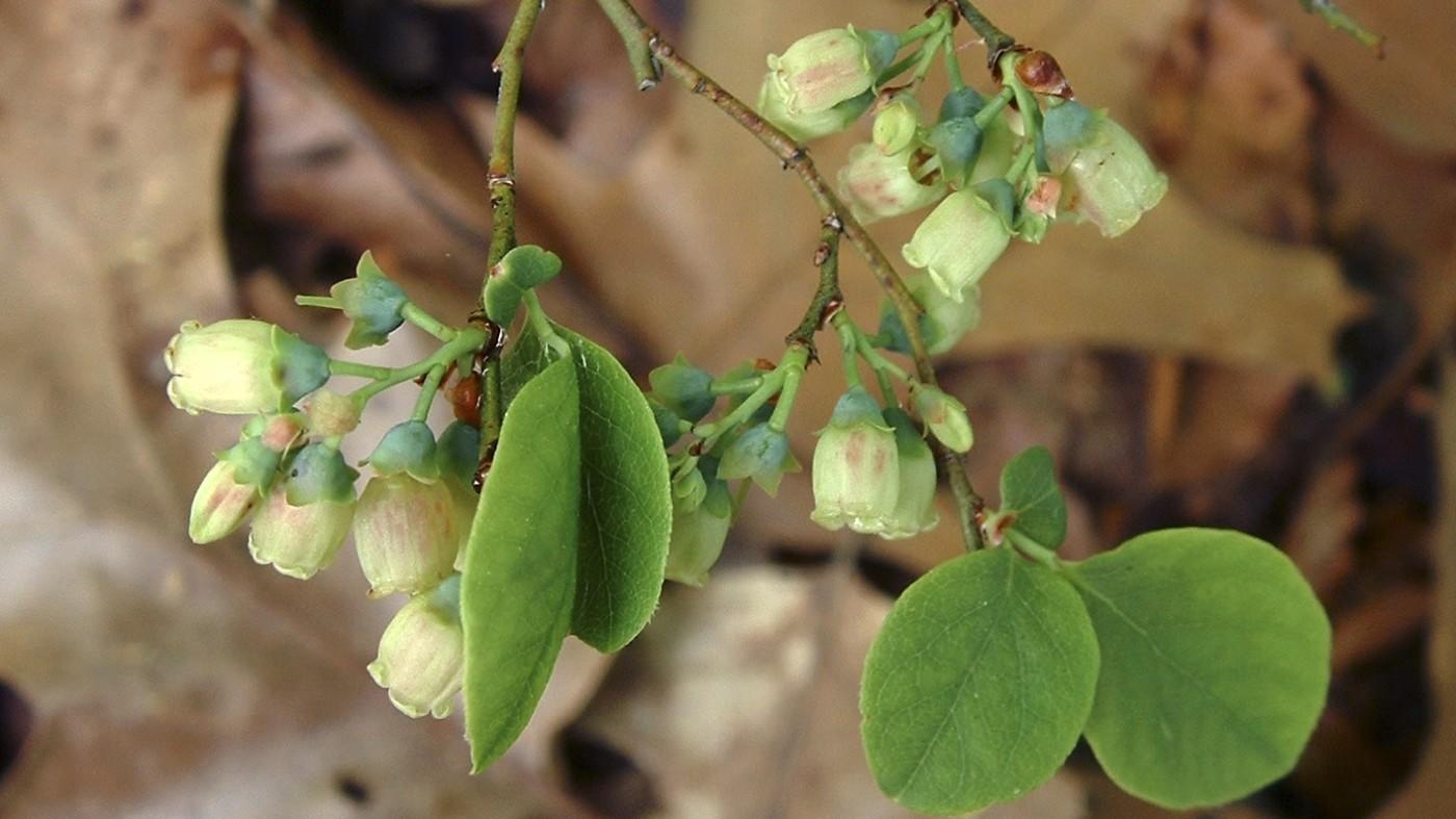 native hillside blueberry