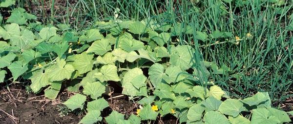 Nitrogen deficiency on cucumber leaves