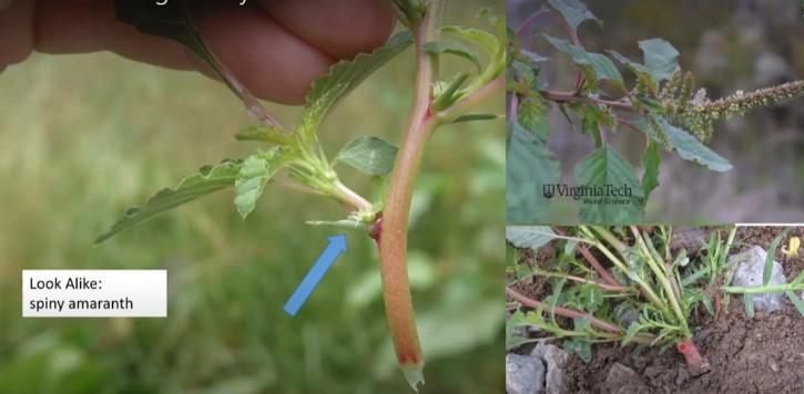 Look alike: spiny amaranth (several images)