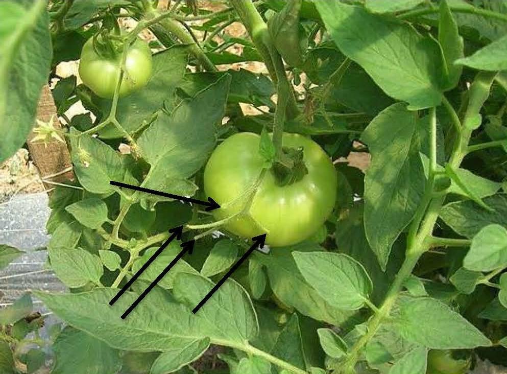 Flower abortion on a tomato plant exposed to ethylene in a high tunnel.