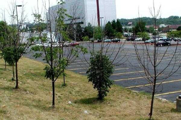 emerald ash borer damage