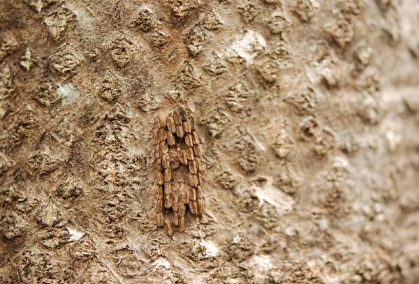 rows of brown spotted lanternfly eggs