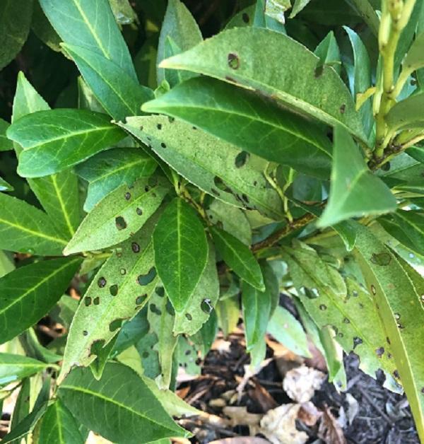 cherry shot hole disease symptoms on a cherry laurel shrub