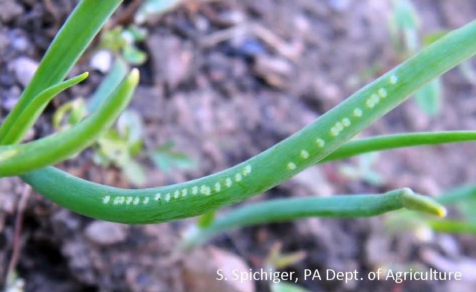 The generally orderly white dots caused by female Allium LM