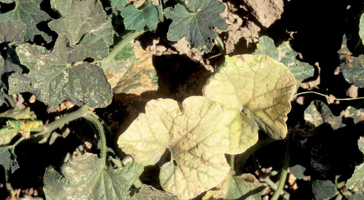 yellow leaves on a melon caused by weather, water, environmental stress