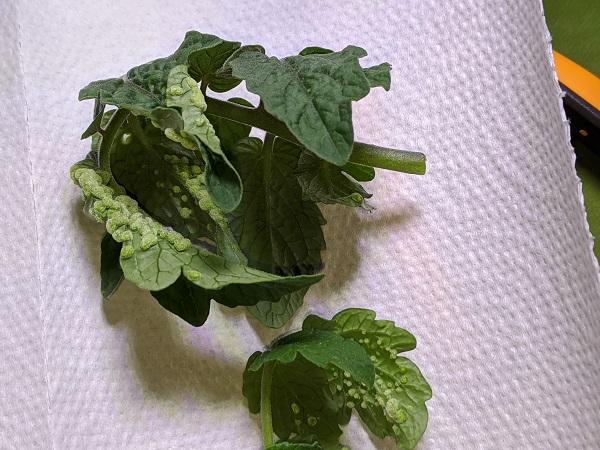 severe case of edema on tomato leaves