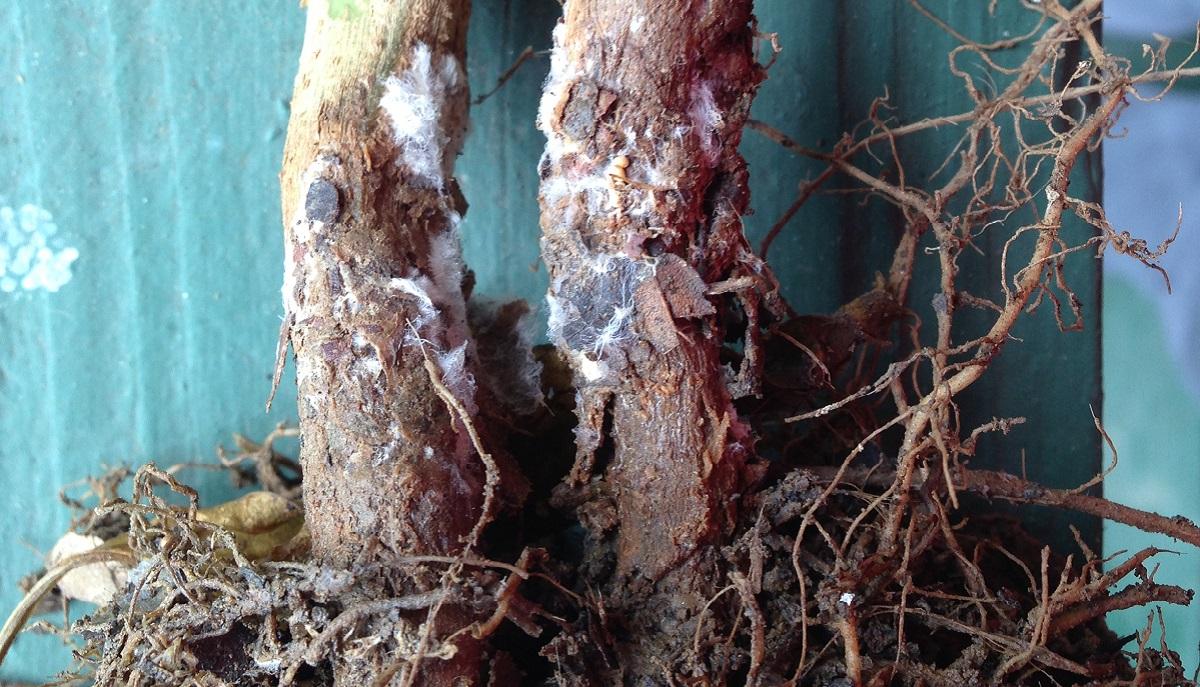 Diseased tomato plant stalks 