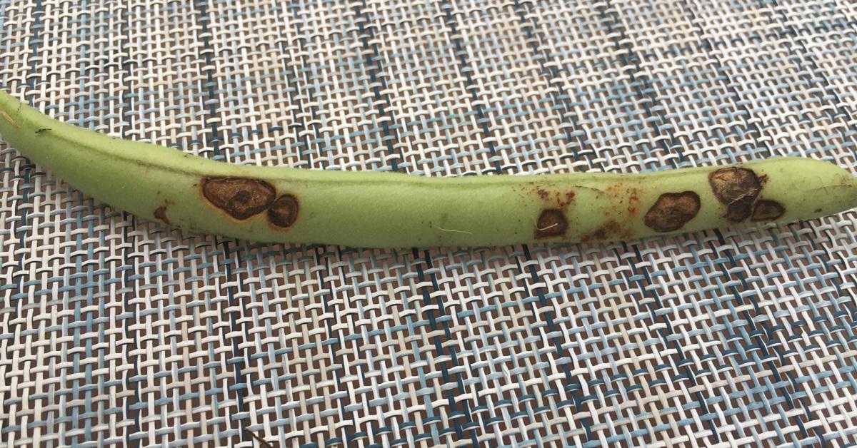  Anthracnose symptoms on bush bean pod