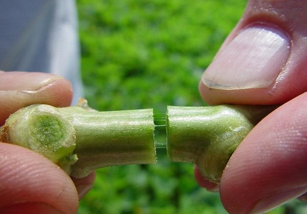 diagnosing bacterial wilt by cutting the stem