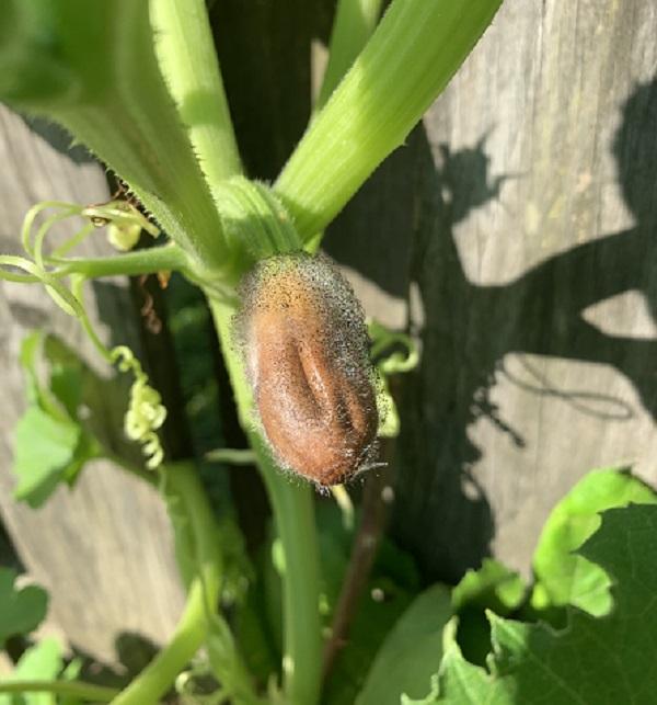 fungal fruiting bodies on shriveled squash fruit