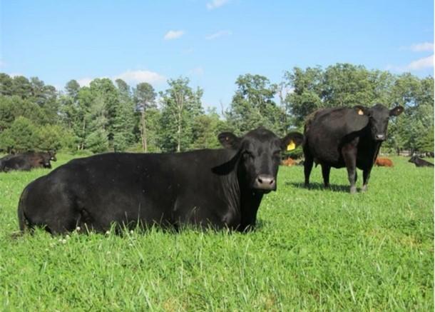 Cattle laying down in pasture