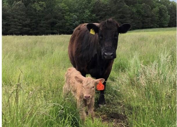 cattle on pasture