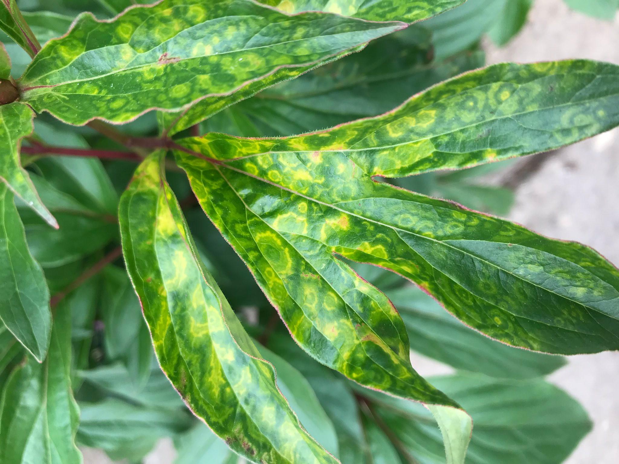 peony tobacco mosaic virus