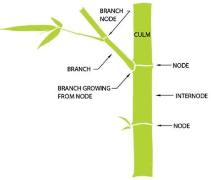 illustration of bamboo culm (shoot) anatomy 