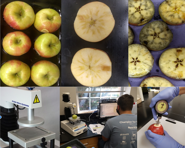 Apple Maturity Assessments