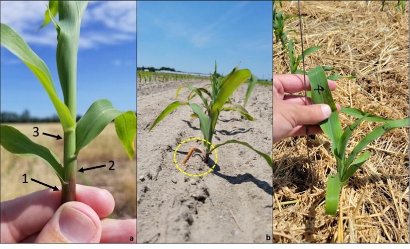 Figure 1. Counting corn leaves by collars (a), early loss of the first leaf (b), and writing on leaves to keep track in case leaves are lost (c).