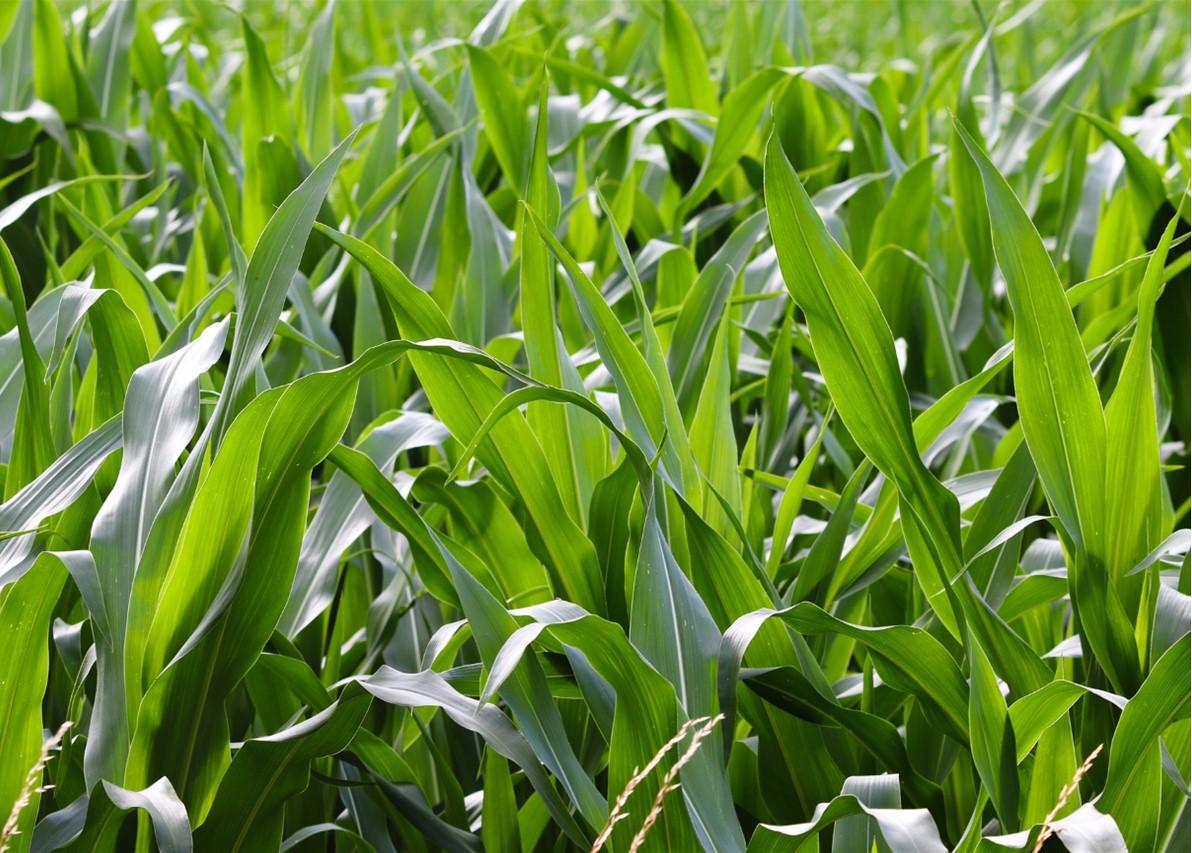 Corn Field