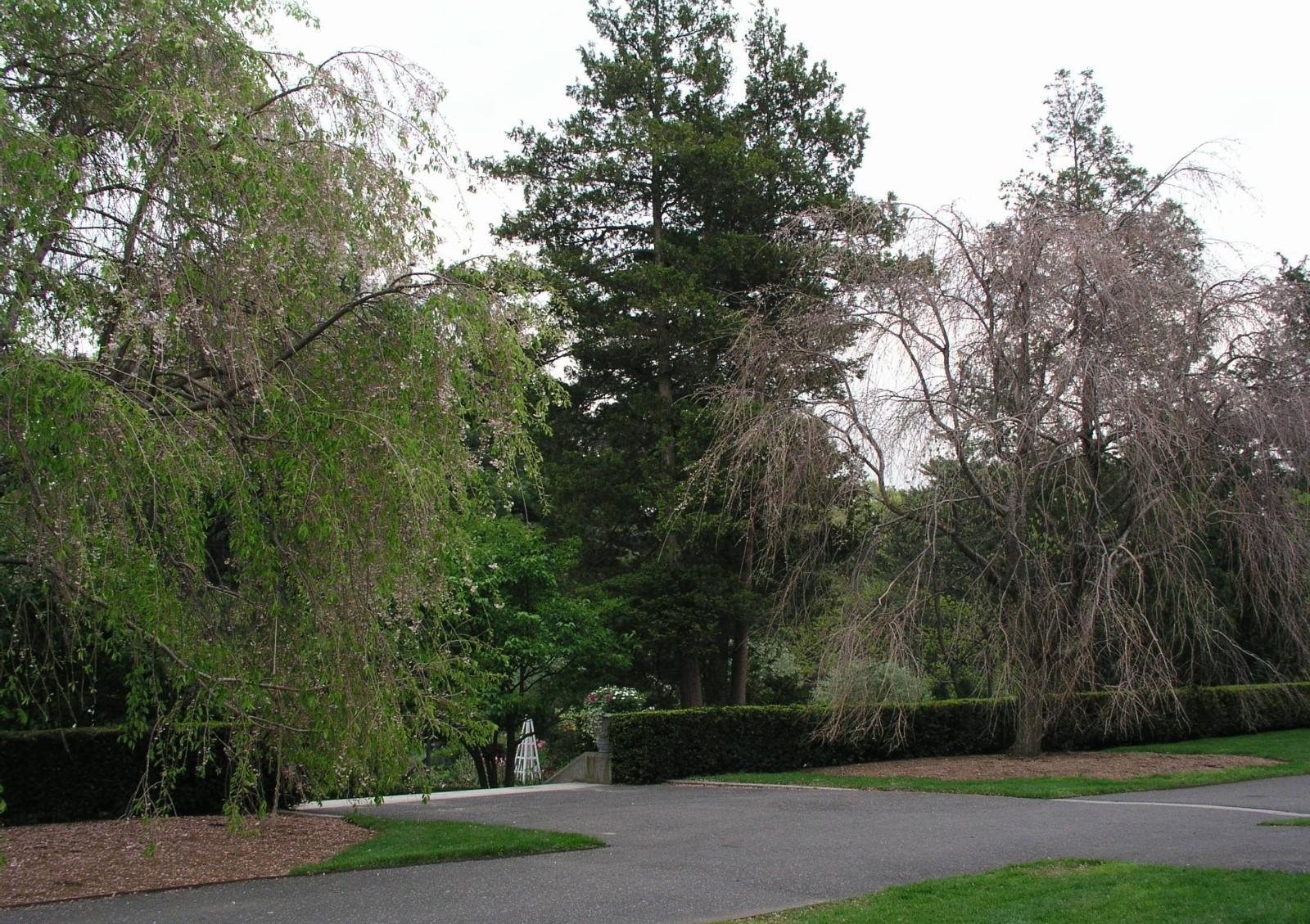 verticillium wilt symptoms on a cherry tree