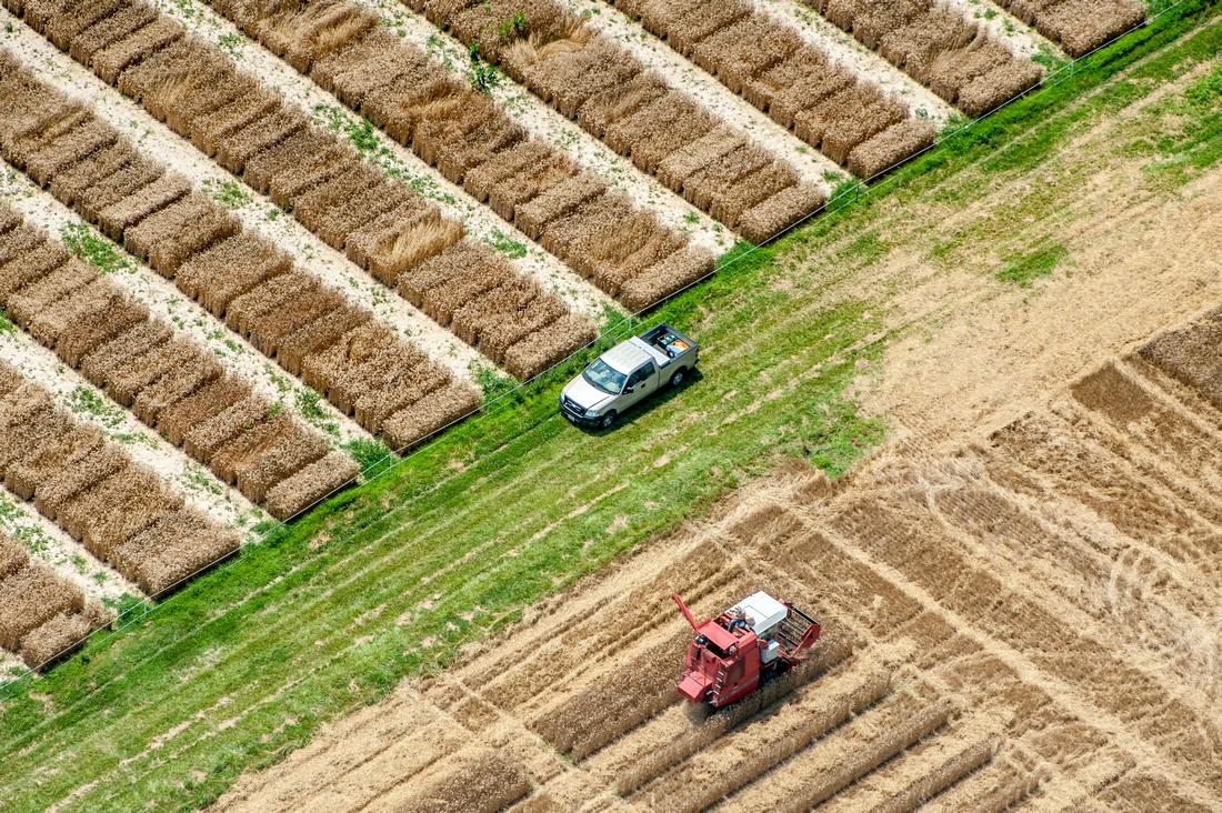 Harvesting grain