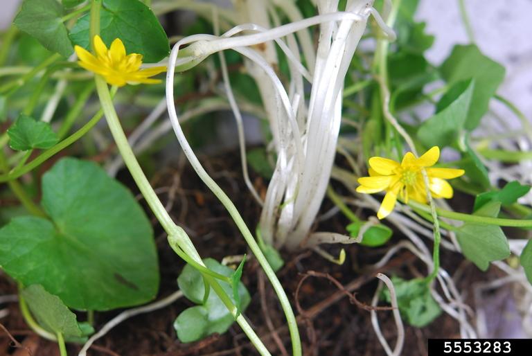 Lesser Celandine. Photo by Nancy Gregory, University of Delaware, bugwood.jpg