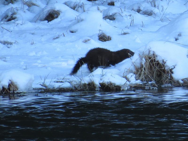 Mink along a snow-covered shoreline