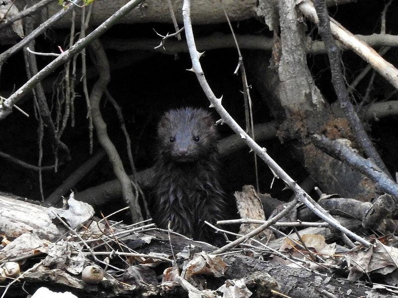 American mink, Howard County MD, 2018. Photo by John Harris, Maryland  Biodiversity Project