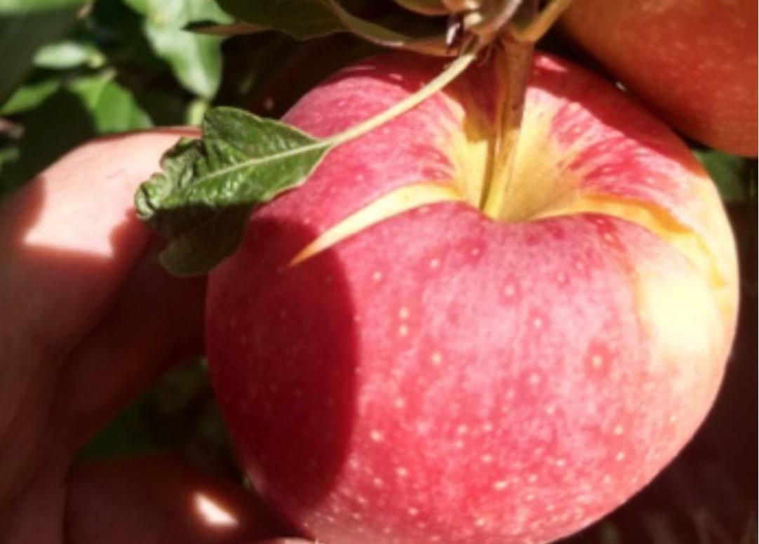 Figure 3. Gala fruit with cracks due to excessive rainfall during the growing season. Photo: Dr. Macarena