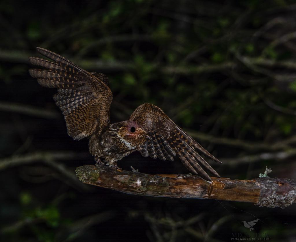 Chuck-will's-widow after dark with wings extended