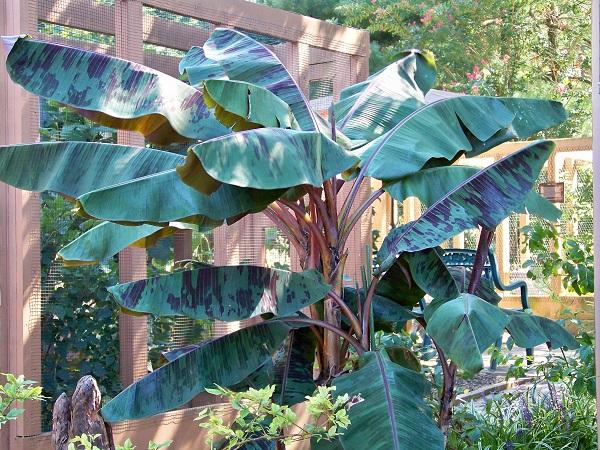 Red banana plant leaves