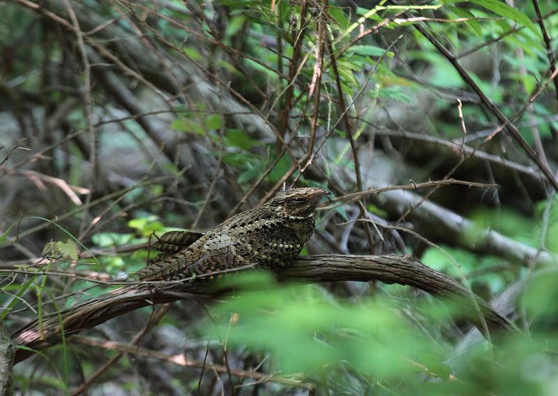 Chuck-will’s-widow roosting in Dorchester County MD, 2012. Photo by Mikey  Lutmerding, Maryland  Biodiversity Project