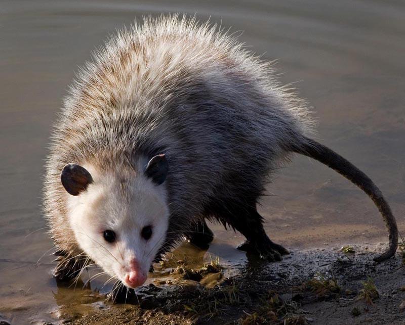 Virginia opossum