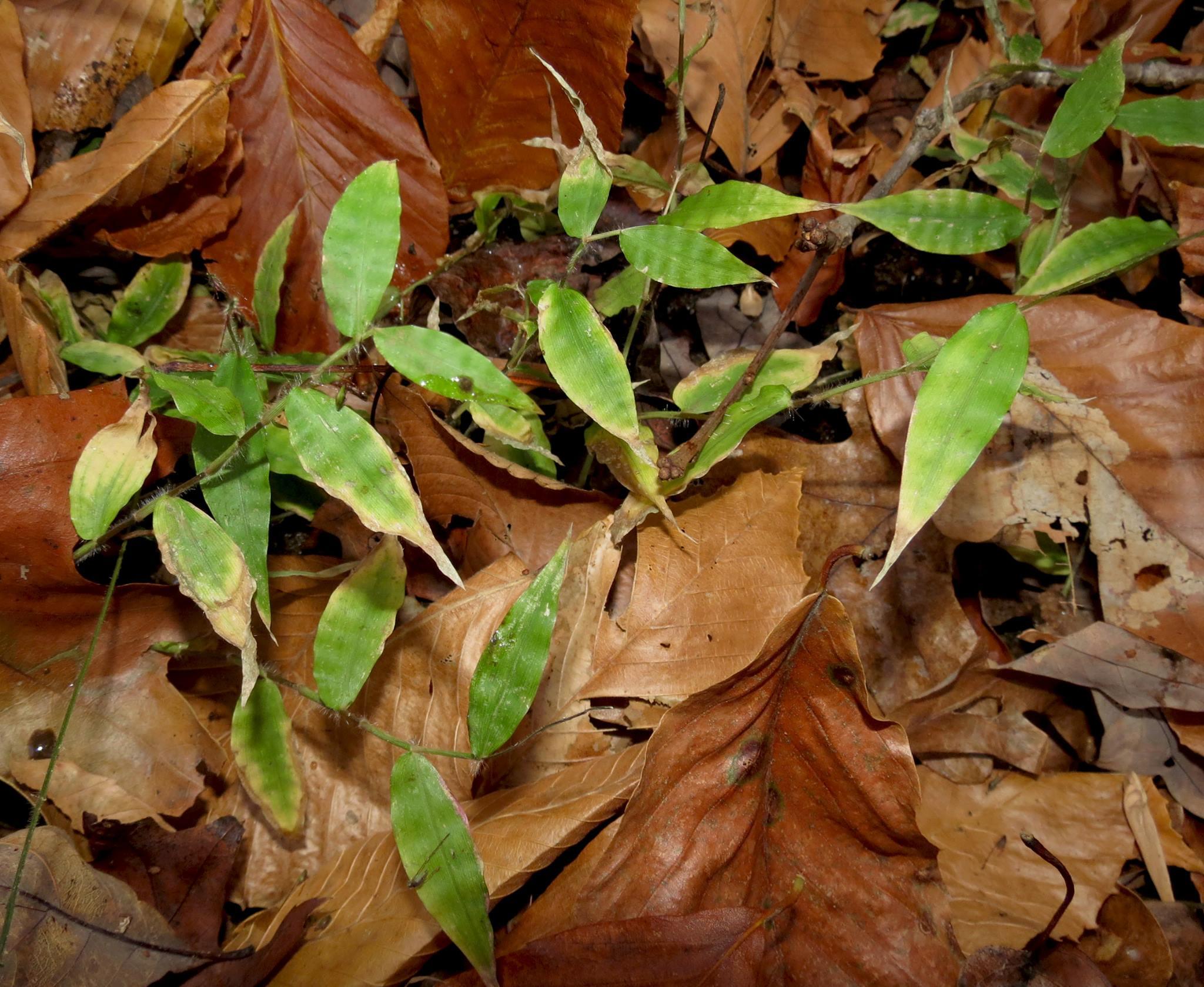 Wavyleaf basketgrass in Anne Arundel County, Maryland.  Photo courtesy Kerry Wixted, Maryland Biodiversity Project