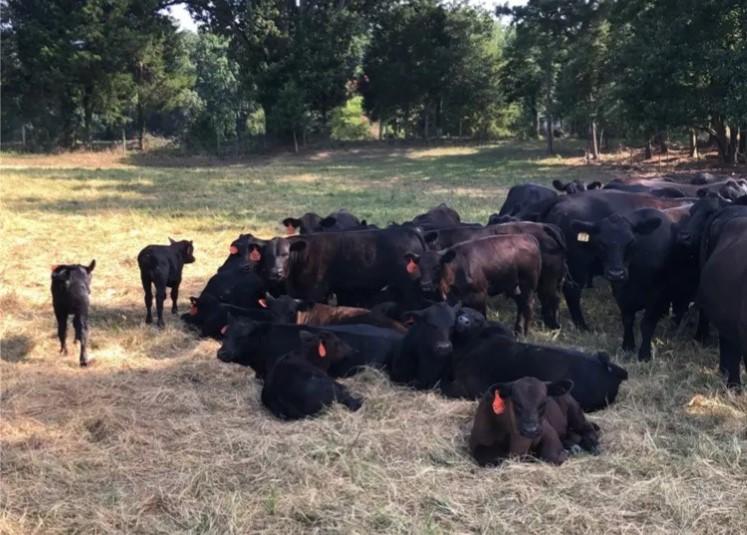 Cattle laying down in pasture