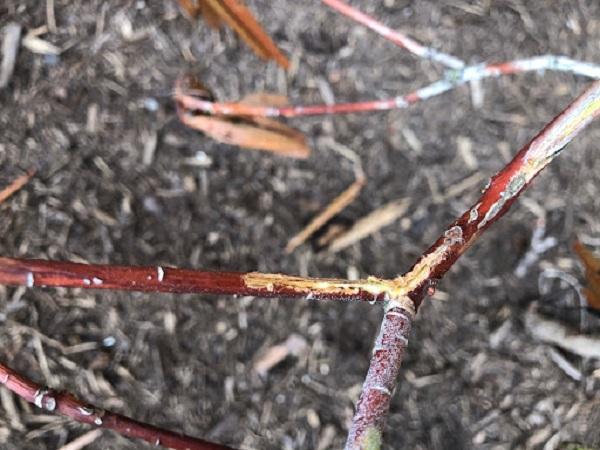 Botryosphaeria canker wound on stem