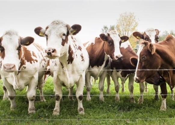 Livestock in pasture