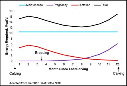 Energy required graph for feeding the gestating cow.