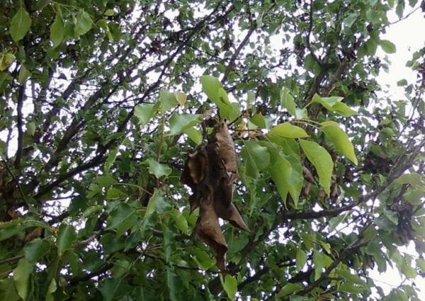 flagging branch with brown leaves on a pear tree