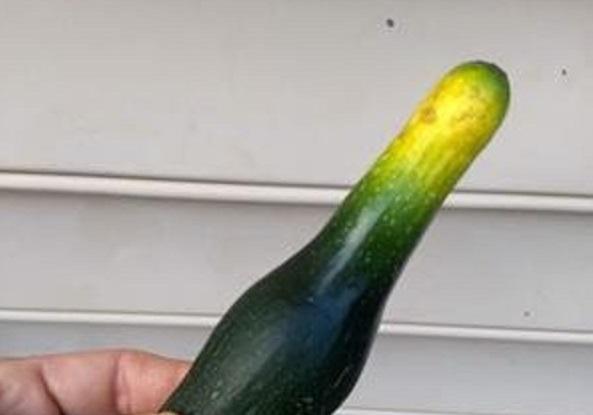 deformed zucchini squash 