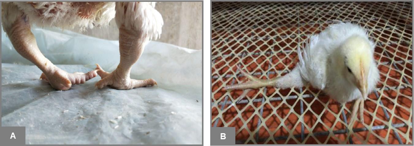 A. Varus deformity of both legs and B. Valgus deformity of the right leg. Source: Guo et al (https://doi.org/10.3382/ps/pez269)