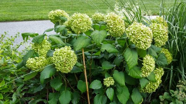 smooth hydrangea