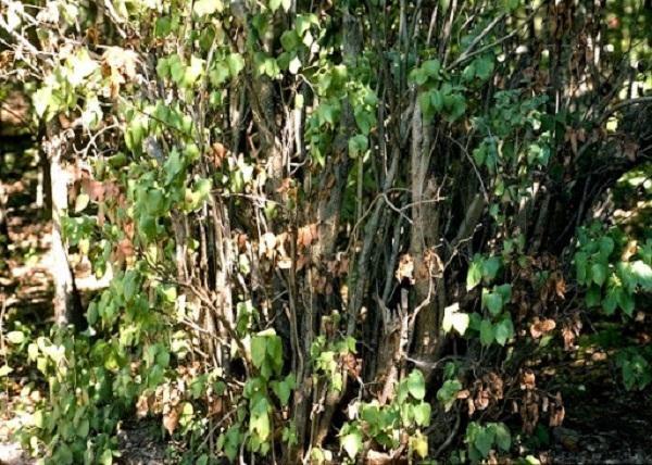 wilted stems caused by lilac borer