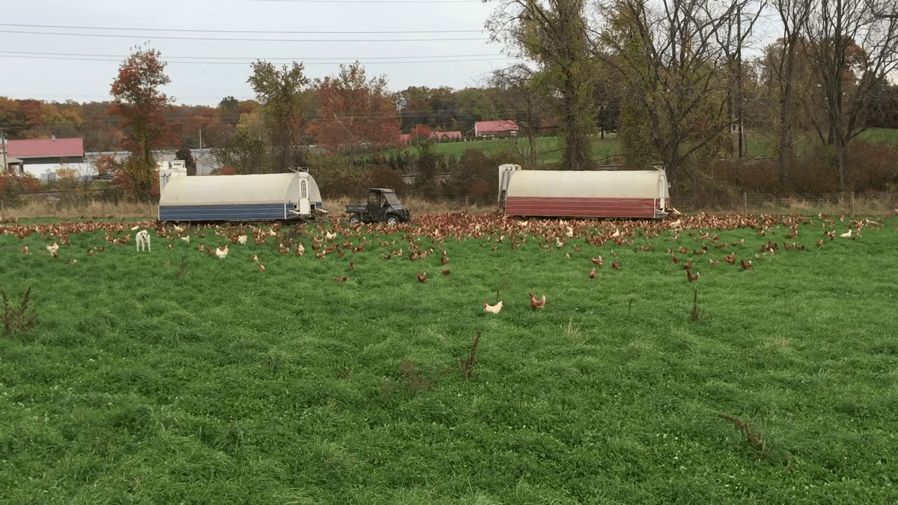 Dale Johnson Small Flock