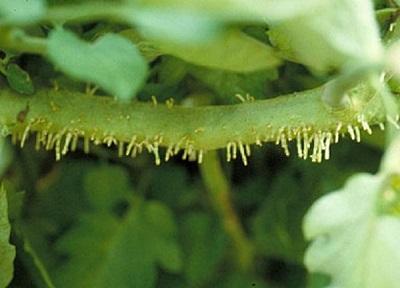 Adventitious or extra, small roots growing on a tomato stem  ​