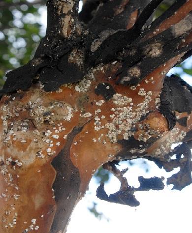 Crapemyrtle bark scale on trunk 